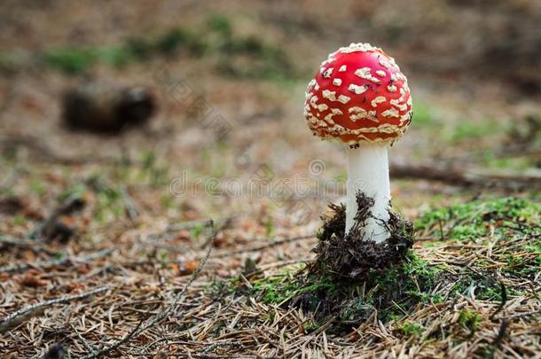 年幼的红色的飞线蘑菇采用指已提到的人森林