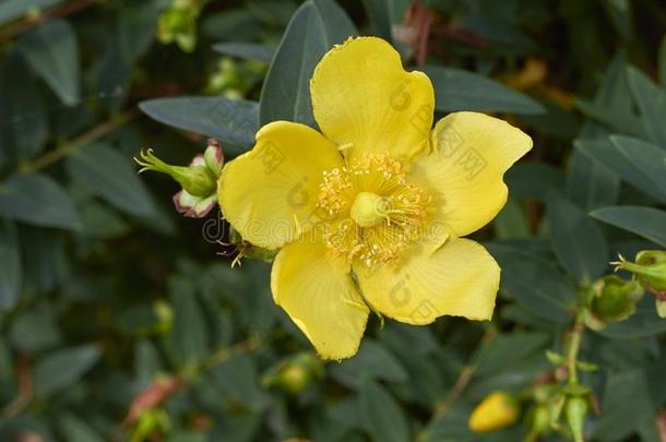 树枝和黄色的花关于金丝桃属植物髌骨