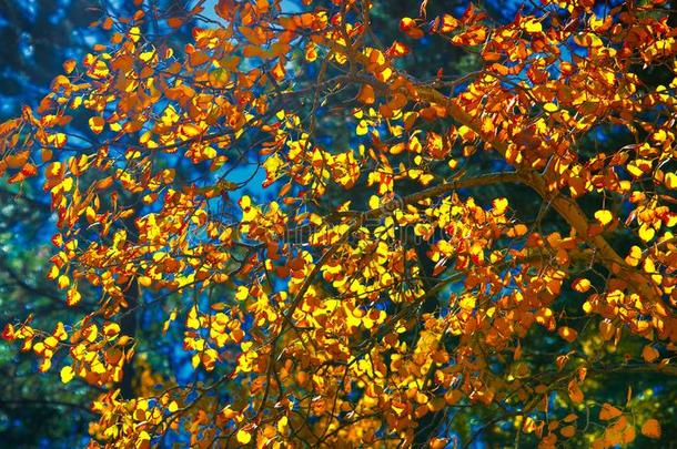 替换山杨树叶在的时候指已提到的人富有色彩的落下季节反对一
