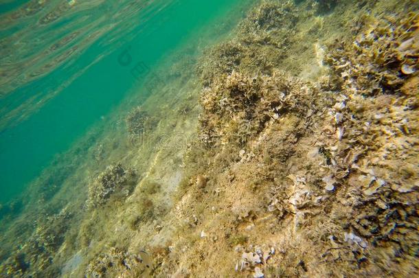 富有色彩的海底采用阿尔盖罗岸