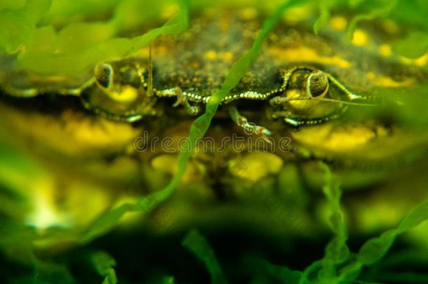 绿色的岸蟹.湖卡伦,苏格兰