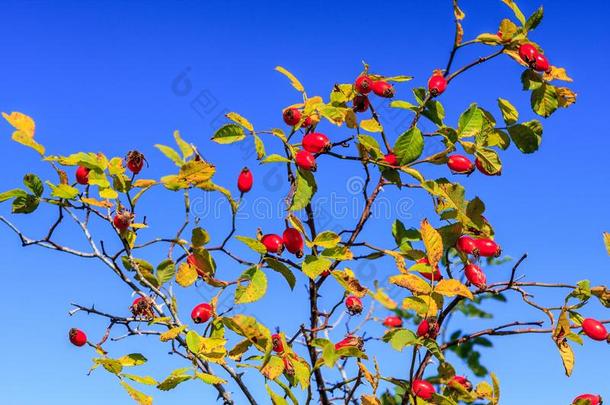 风景优美的关在上面关于犬蔷薇浆果树枝向蓝色天背景.