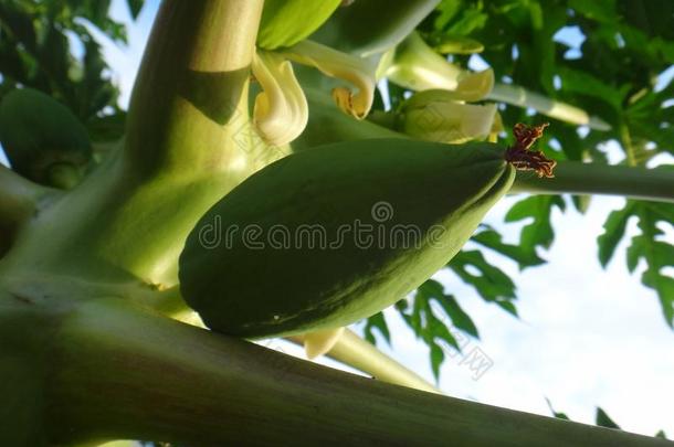 番木瓜树植物和成果