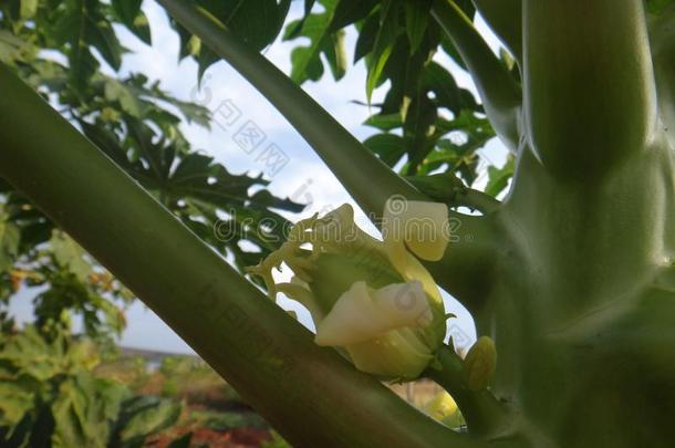 番木瓜树植物和成果和花