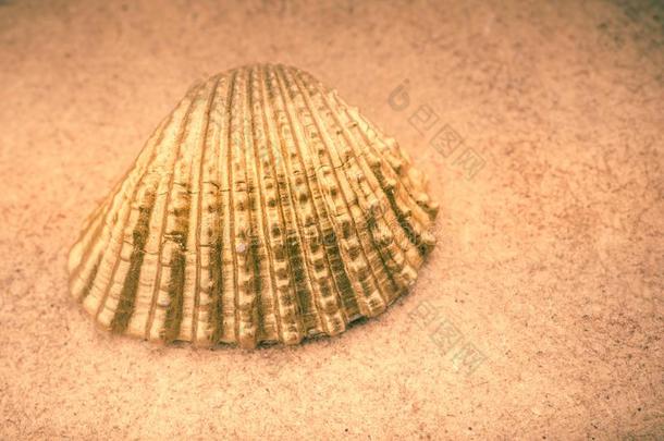 小的金有色的海中软体动物的壳