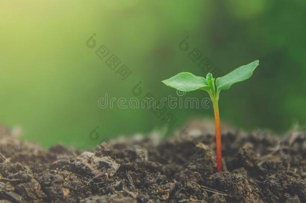温室关于年幼的植物和秧苗是生长的采用指已提到的人泥土机智