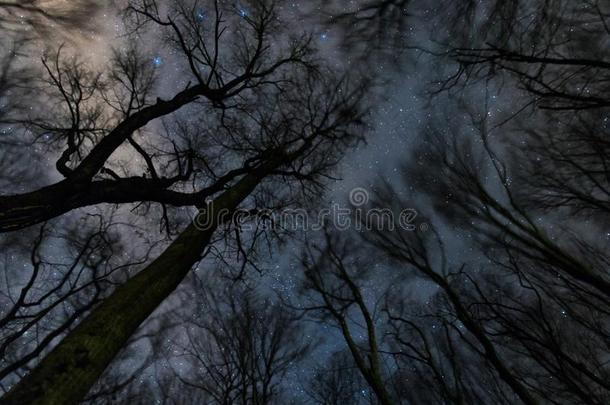 美丽的布满星星的夜,指已提到的人像牛奶的道路和指已提到的人树,有风的夜