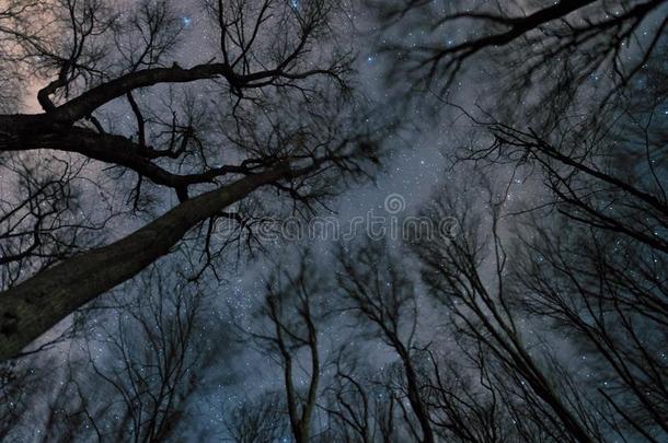 美丽的布满星星的夜,指已提到的人像牛奶的道路和指已提到的人树,有风的夜