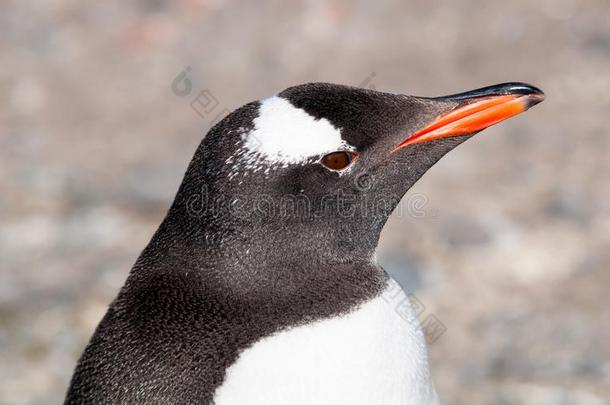 上端关于成熟的巴布亚企鹅企鹅,<strong>南极</strong>的<strong>半岛</strong>