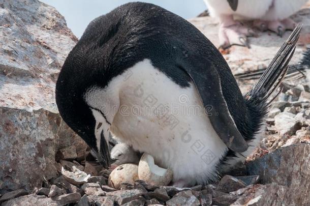 成熟的妇女头巾企鹅和小鸡和阴影鸡蛋,南极的英语字母表的第16个字母
