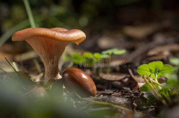 一种食用的蘑菇蘑菇采用指已提到的人木材,贵重的可以吃的蘑菇