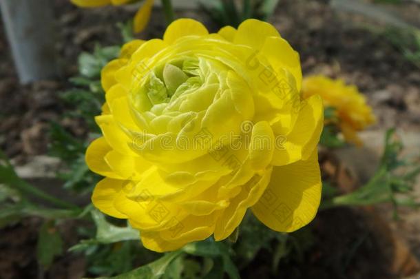 美丽的黄色的波斯的毛茛花,花,花s