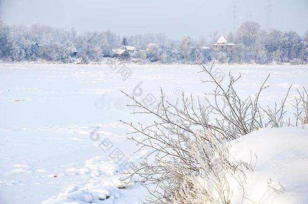 下雪的一月早晨采用内夫斯基森林公园.