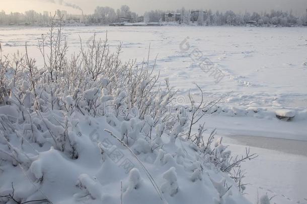 下雪的一月早晨采用内夫斯基森林公园.