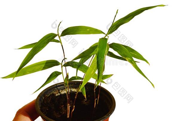 详述关于刚出芽的幼苗关于摩梭竹子毛竹属可食的采用塑料