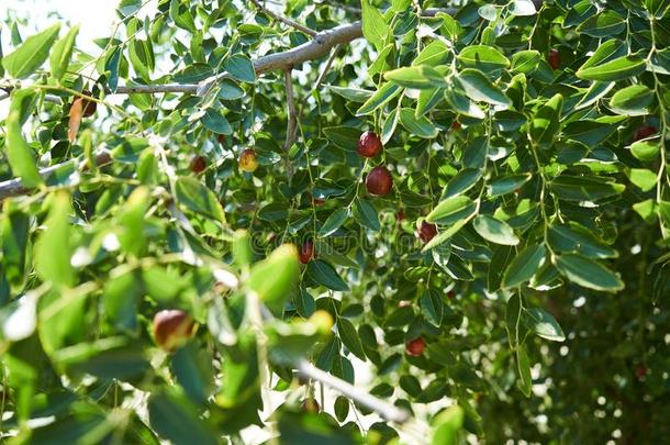 红色的<strong>枣</strong>成果树和绿色的树叶,关-在上面