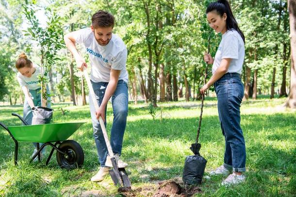 年幼的义务工作者种植树和铲子采用公园