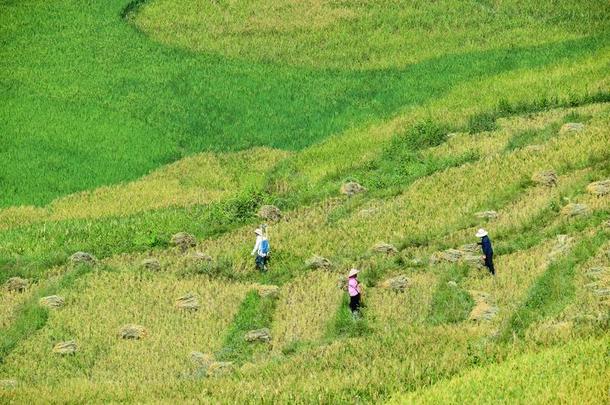 台地的稻田和传统的住宅关于指已提到的人英语字母表的第8个字母`杂种狗种族的