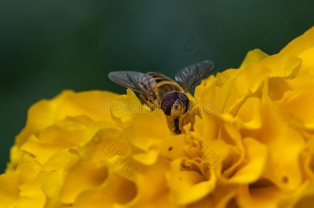 蜂蝇泰纳克斯雄蜂飞向花