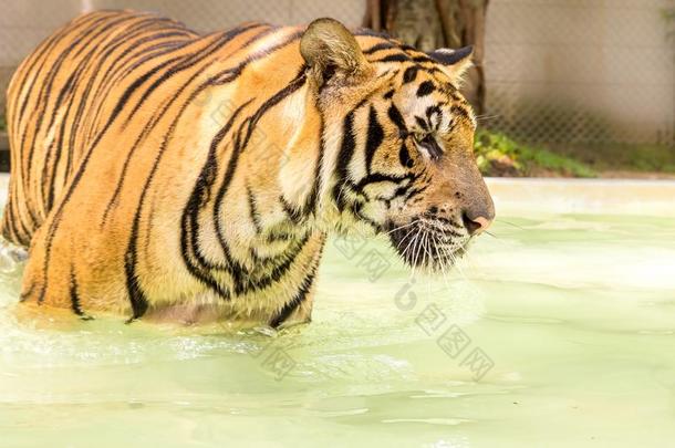 孟加拉生丝老虎,一不可思议的一imal关于自然.