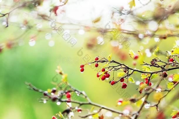山楂和红色的浆果向指已提到的人树枝,<strong>秋雨</strong>水落下