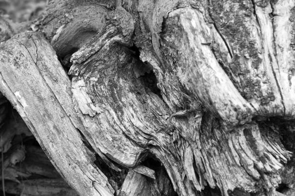 干燥的树桩和指已提到的人有裂缝的根