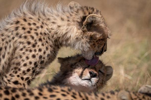非洲猎豹幼小的兽舔面容关于它的<strong>兄弟</strong>