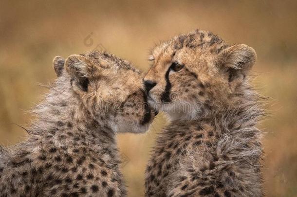 非洲猎豹幼小的兽喷嘴又一个采用指已提到的人ra采用