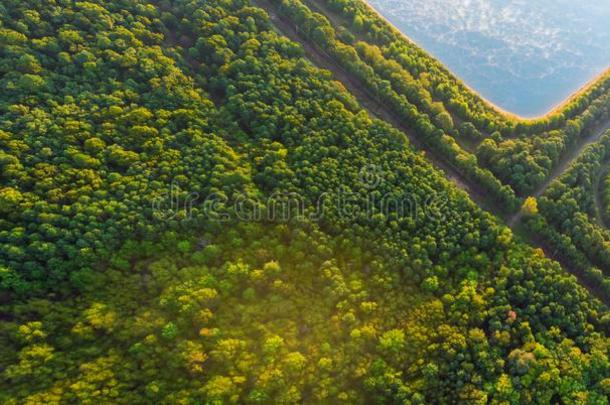 田园诗般的夏风景和湖采用一森林