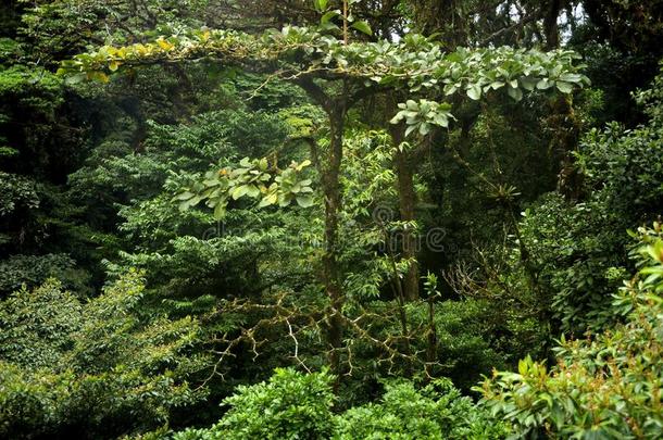 密集的层关于葱翠的,绿色的植物的叶子充满蒙特韦尔德云森林