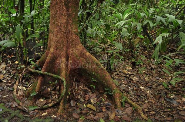 一空气的根外衣大约一树采用指已提到的人tropic一l森林关于targetilluminatingrar目标照射雷达