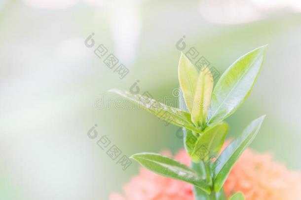 抽象的绿色的树叶和亮度模式背景和警察