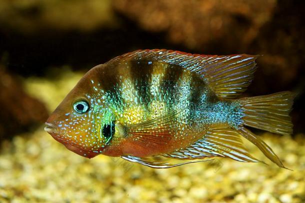 蓝色使闪光棘鳍类热带淡水鱼水族馆鱼教育类奥里斯