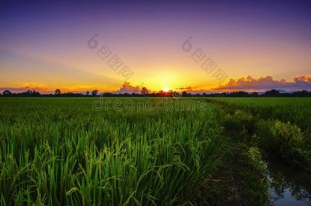 美丽的风景农业稻田和稻农场在太阳