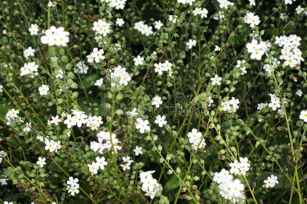 甜的白色的花在女王伊丽莎白公园玫瑰花园,春季