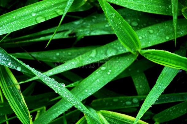 小的部关于水向指已提到的人植物后的雨