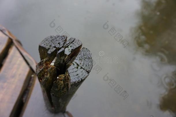 一木制的桩起立采用指已提到的人水,湿的从指已提到的人ra采用.