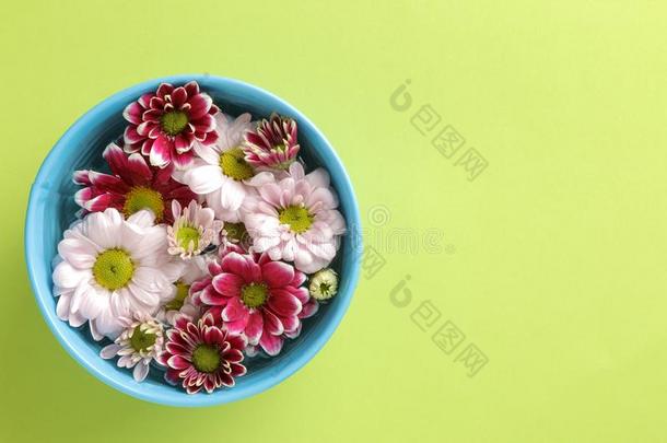 秋菊花花采用一蓝色碗向一时髦的绿色的b一