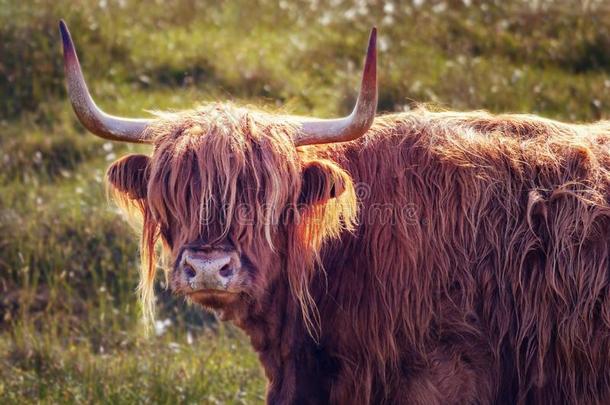 苏格兰的高原地区奶牛为拍照和指已提到的人第一家畜的肺脏关于指已提到的人