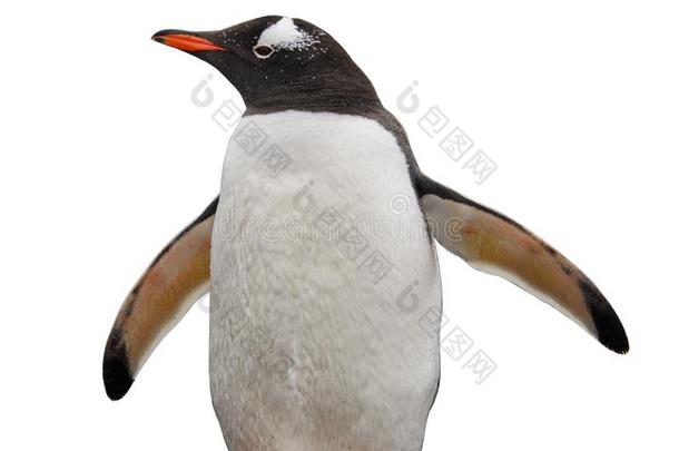 巴布亚企鹅企鹅隔离的向白色的背景