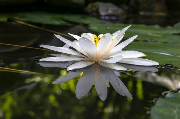 白色的水百合花或莲花花海马科和海马科洛莎是（be的三单形式反射的采用