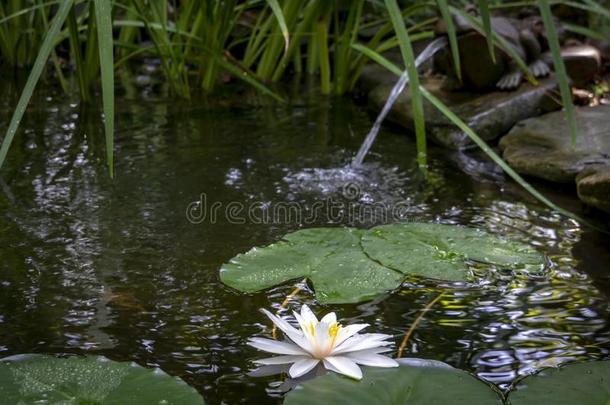 美丽的白色的水百合花海马科和海马科洛莎或莲花花采用Thailand泰国