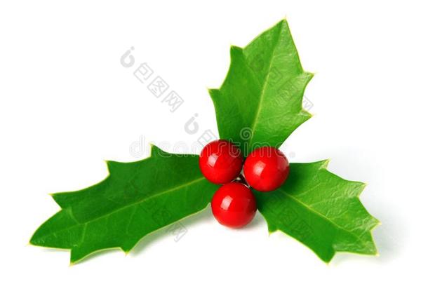 绿色的圣诞节冬青和红色的浆果隔离的向白色的