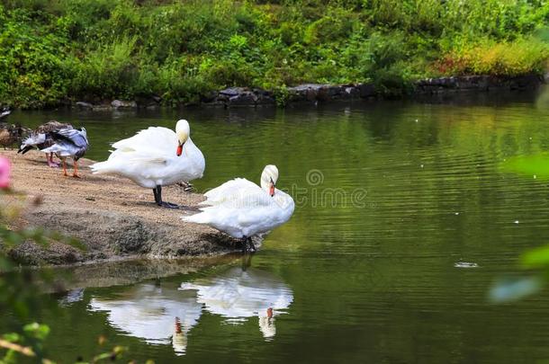 2美丽的白色的天鹅是起立向一st向e向一l一ke采用用以慰藉或讨好某人的事物