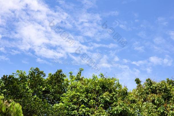 绿色的树顶线条越过蓝色天和云背景采用萨姆梅
