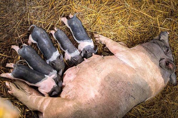 新生的家庭的越南人小猪乳儿.