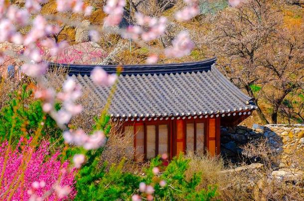 朝鲜人建筑物和富有色彩的樱桃花在的时候春季海索