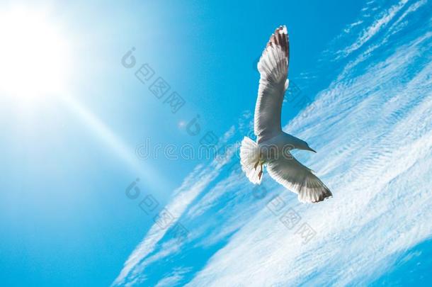 单一的海鸥飞行的采用一多云的天