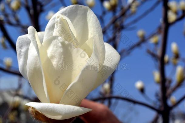 木棉花,指已提到的人位置是（be的三单形式广州,中国,雪白色的