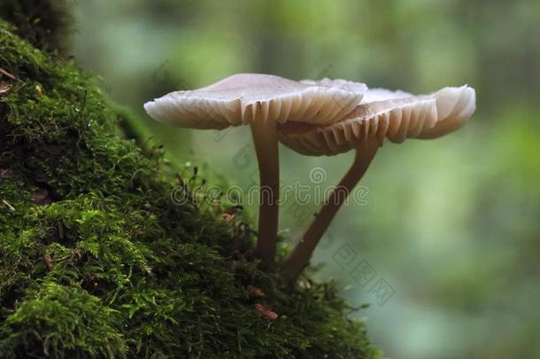 <strong>蘑菇生长</strong>的向一长满苔藓的树树干.